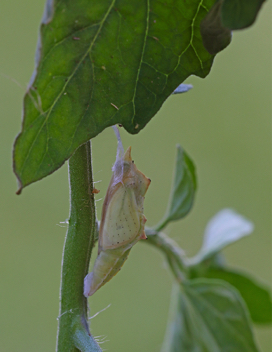 Cabbage White chrysalis